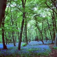 Bluebells of Chalet Wood